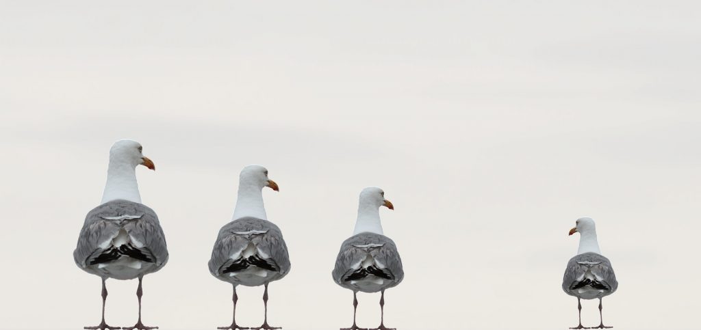 gulls-2662550_1920