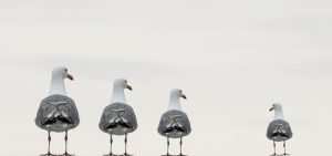 Three different size seagulls standing apart from a smaller seagull